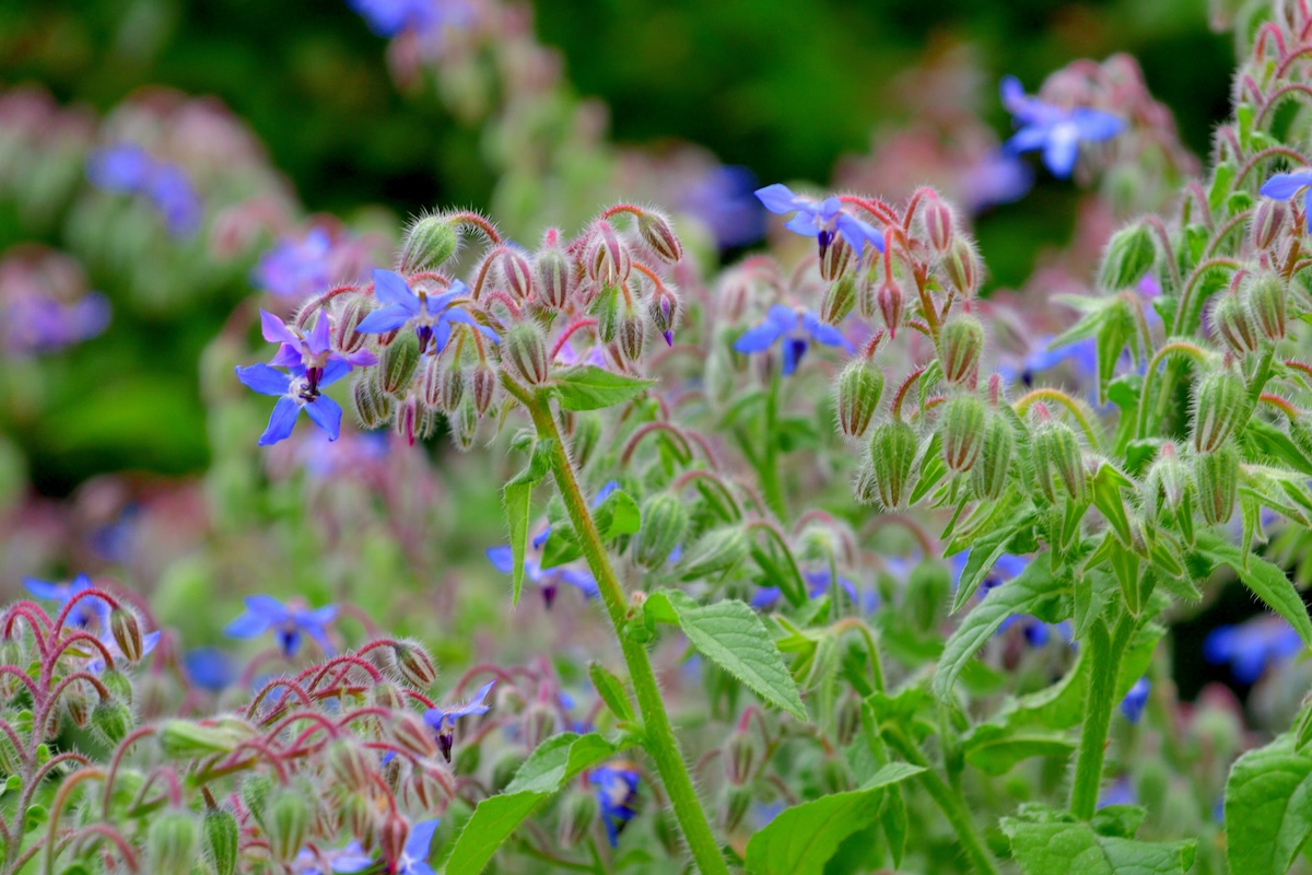 Purple and pink Borage blooms.