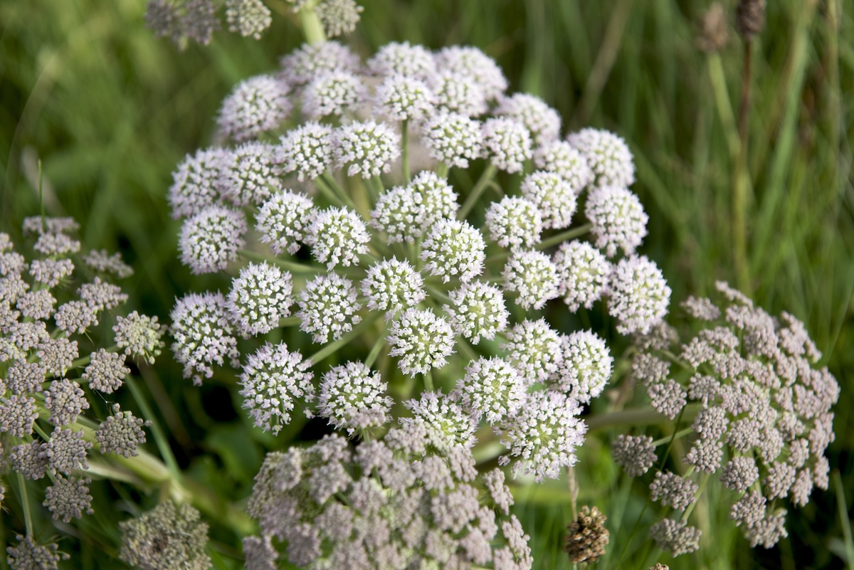 The round, white blooms of a caraway plant.