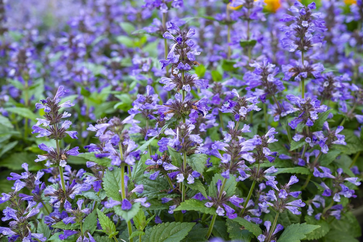 Purple Catnip plants grow in an outdoor grove.
