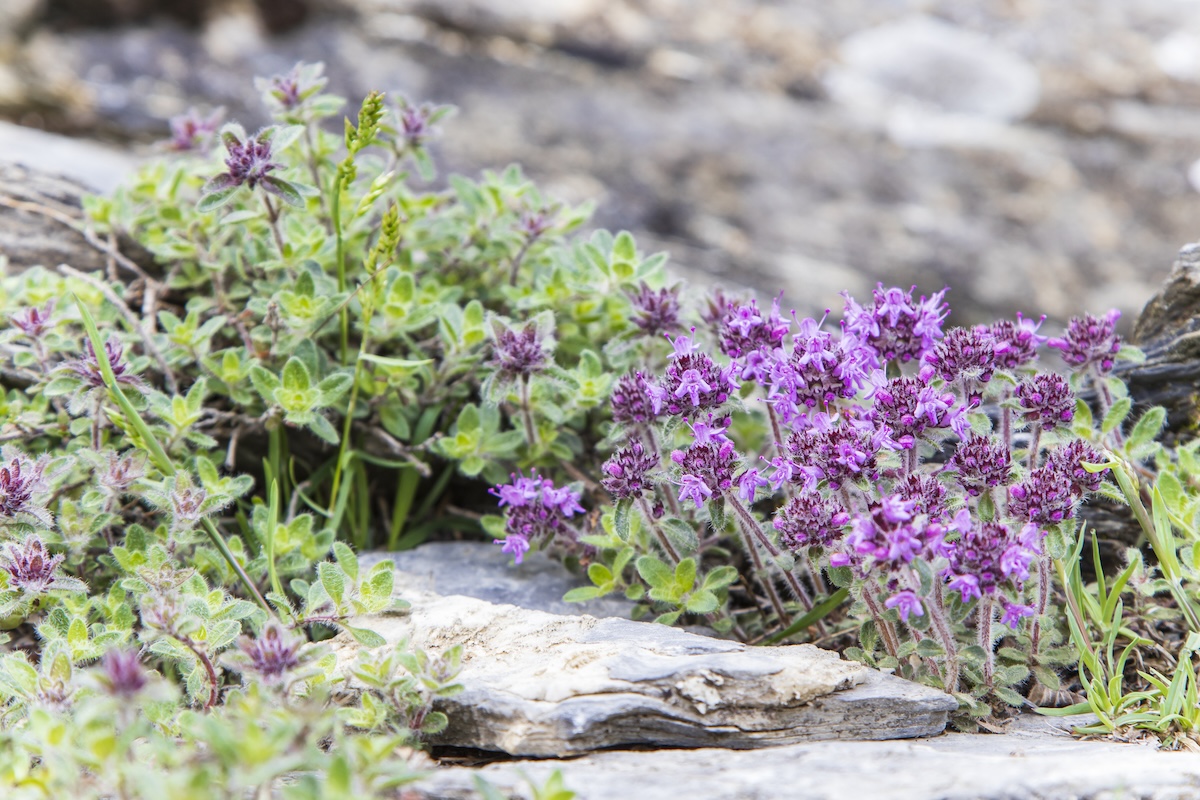 Purple Creeping Thyme grow among several rocks.