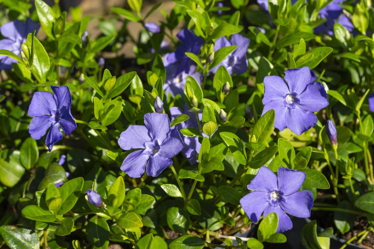 Light purple Dwarf Periwinkle (Vinca minor) blooms growing on a sunny day.