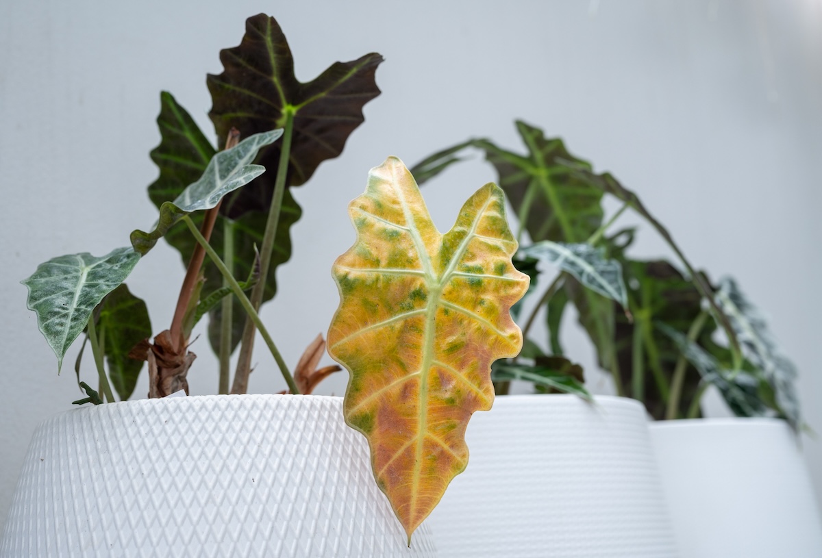 A house plant in a white pot with one leaf damaged and yellowing.