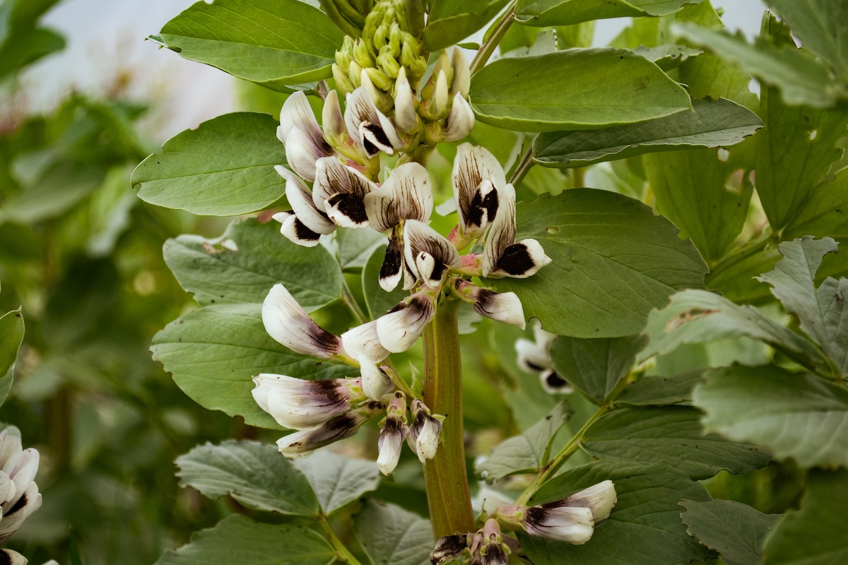 White and grey fava bean blooms.
