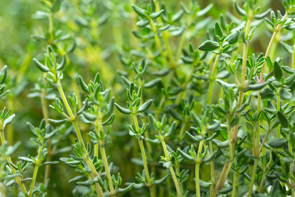 Fresh thyme growing in a garden.