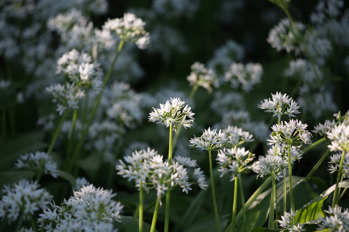 A patch of white garlic plant blooms.