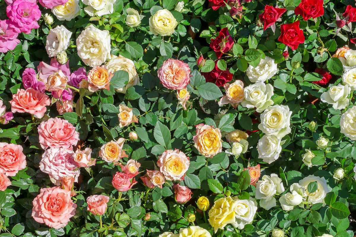 Pink, red, and yellow Groundcover Roses.