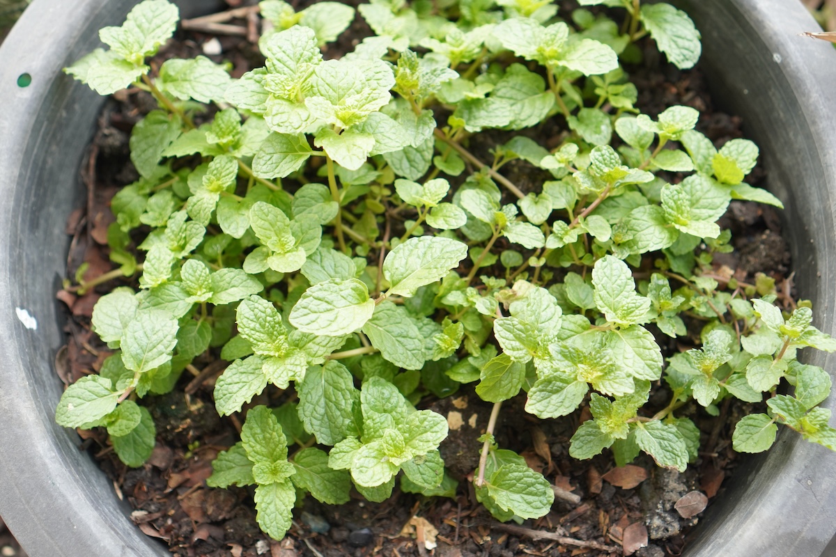 Mint growing in a stone pot.