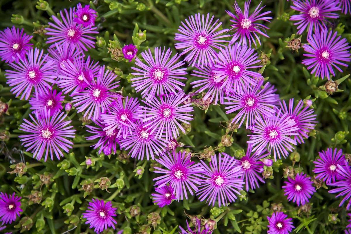 Fuchsia Ice Plant flowers with yellow centers.