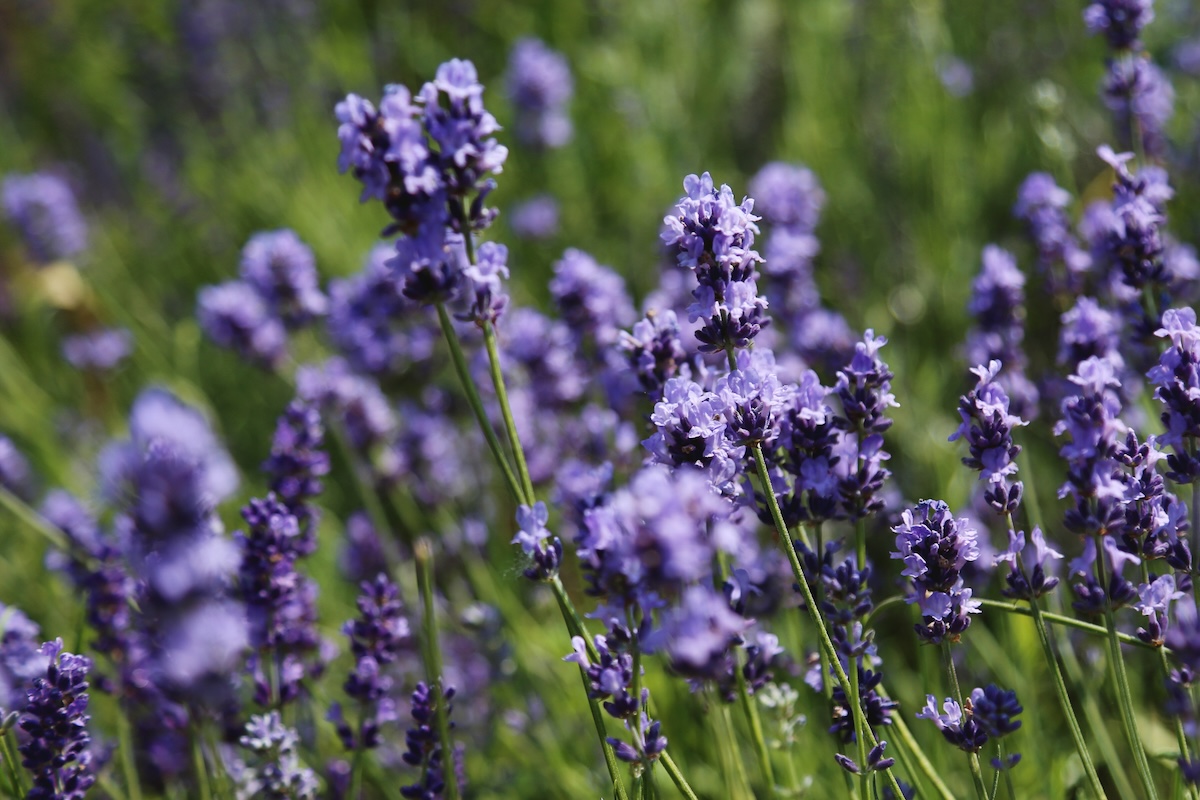 A bushel of lavender in a green field.