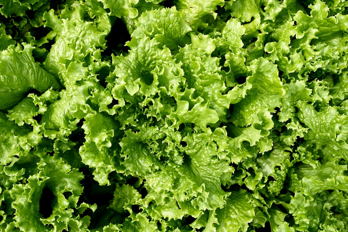 A close up photo of lettuce growing in a garden patch.