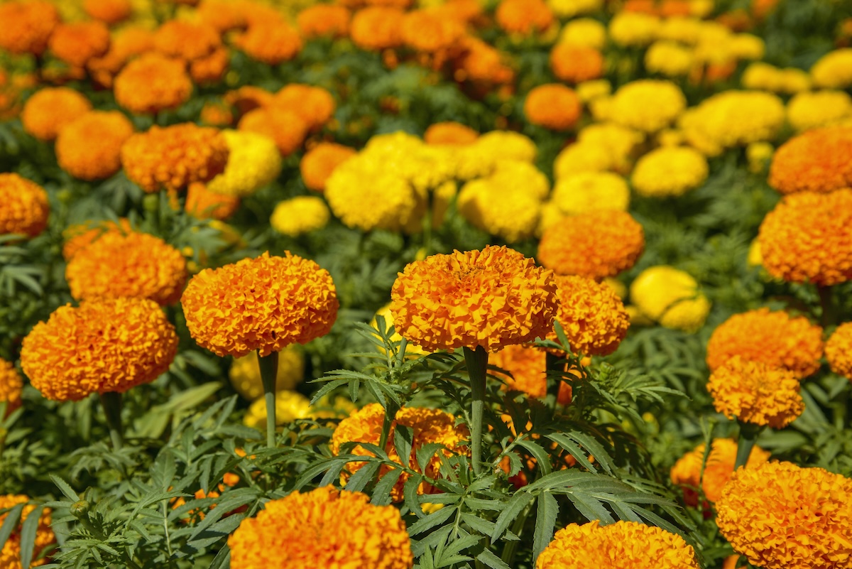 Yellow and orange marigolds in a garden.