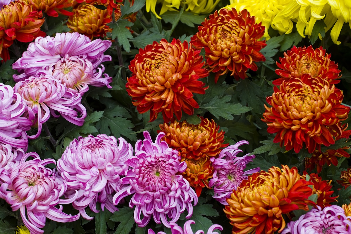 Red, orange, pink and yellow Chrysanthemums.