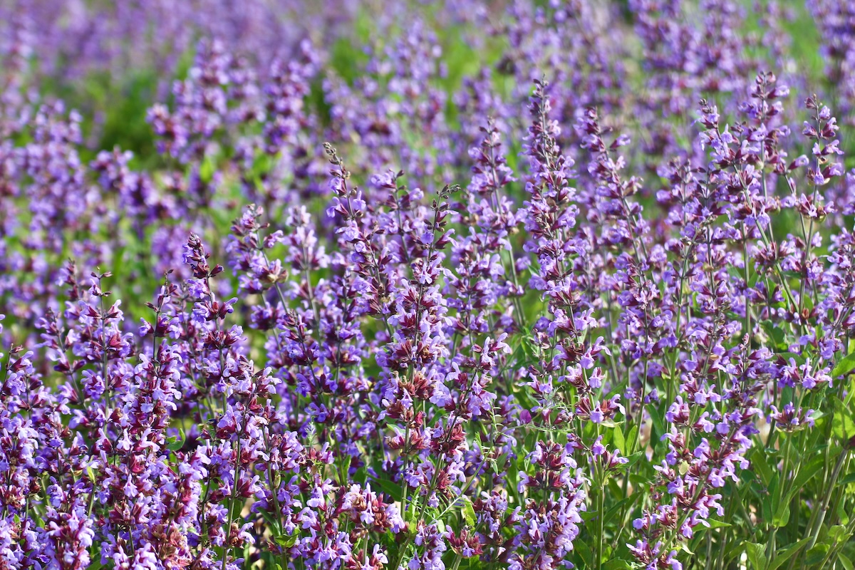 Purple sage plants in a field.