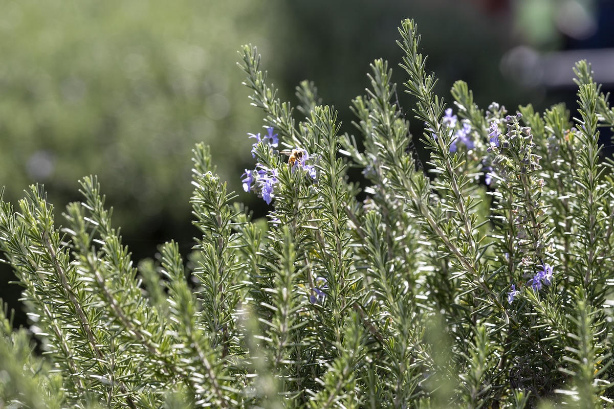 Rosemary bush with a bee flying around.