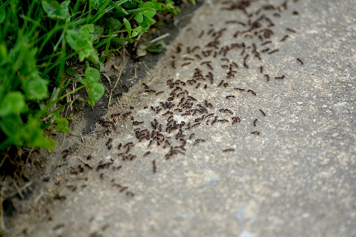Ants crawling between the grass line and sidewalk.
