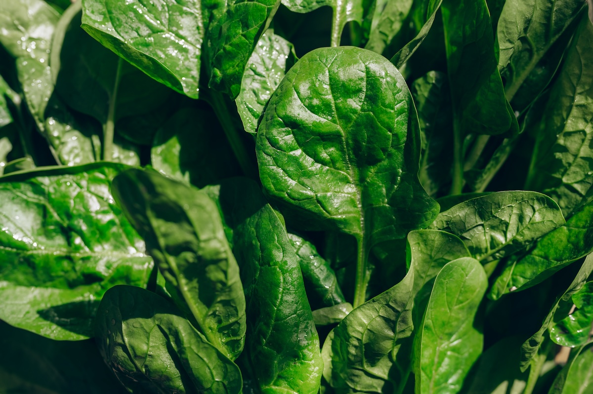 Fresh spinach growing on a sunny day.