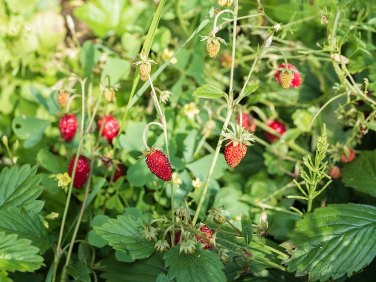 A small patch of strawberries growing on a sunny day.