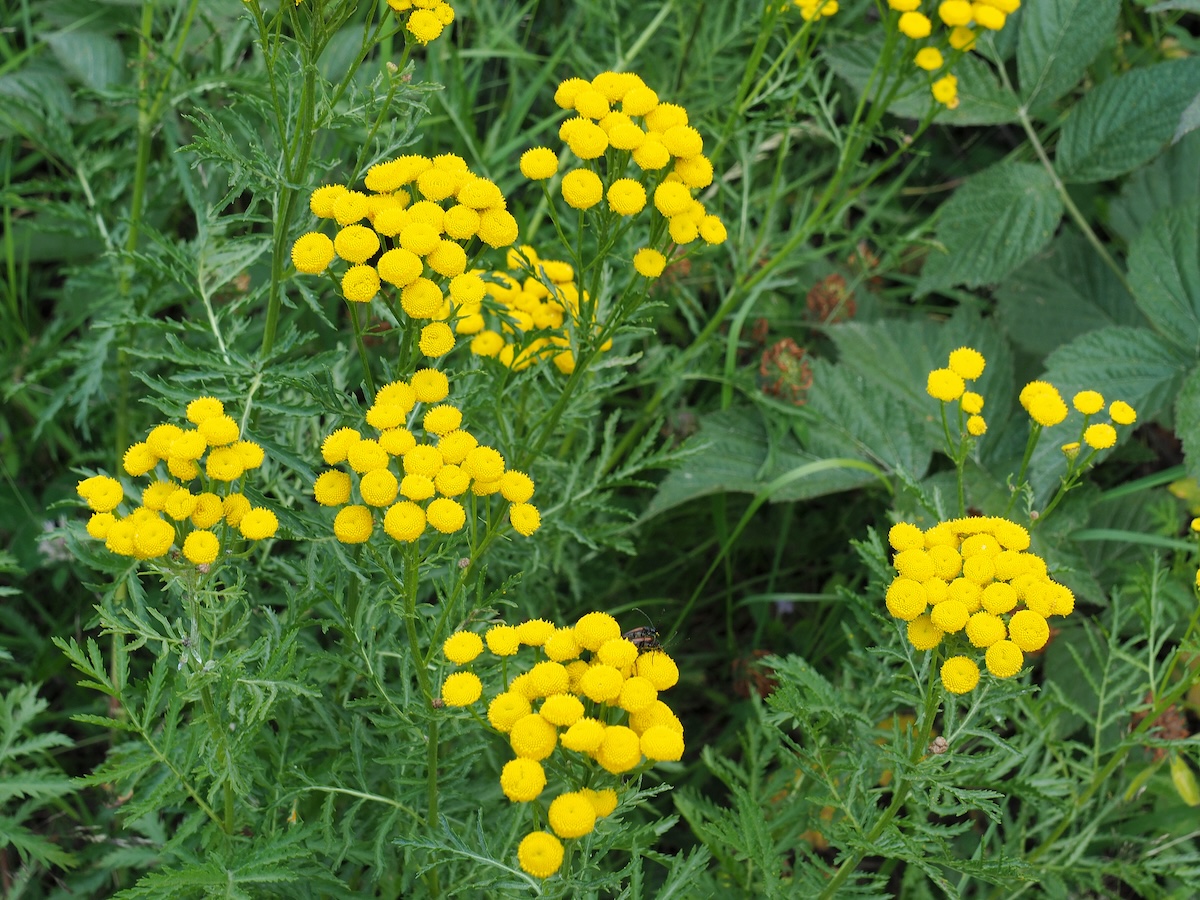 Yellow Tansy blooms with green grass.