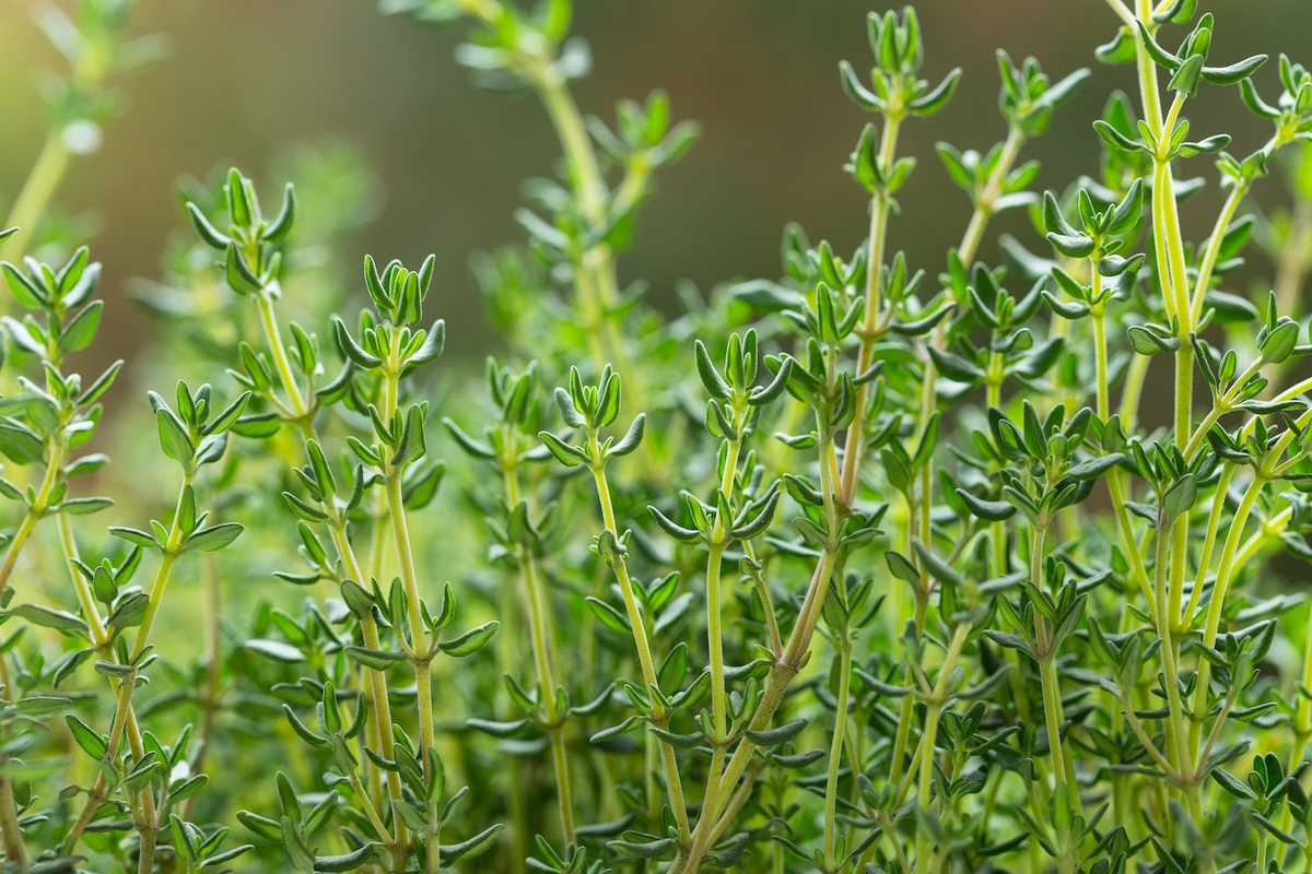 Thyme plant growing outdoors.