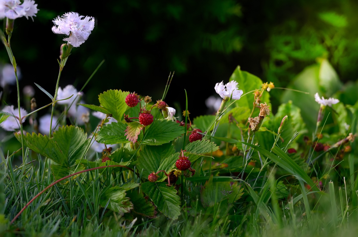 Wild strawberries growing on the ground, surrounded by wildflowers.