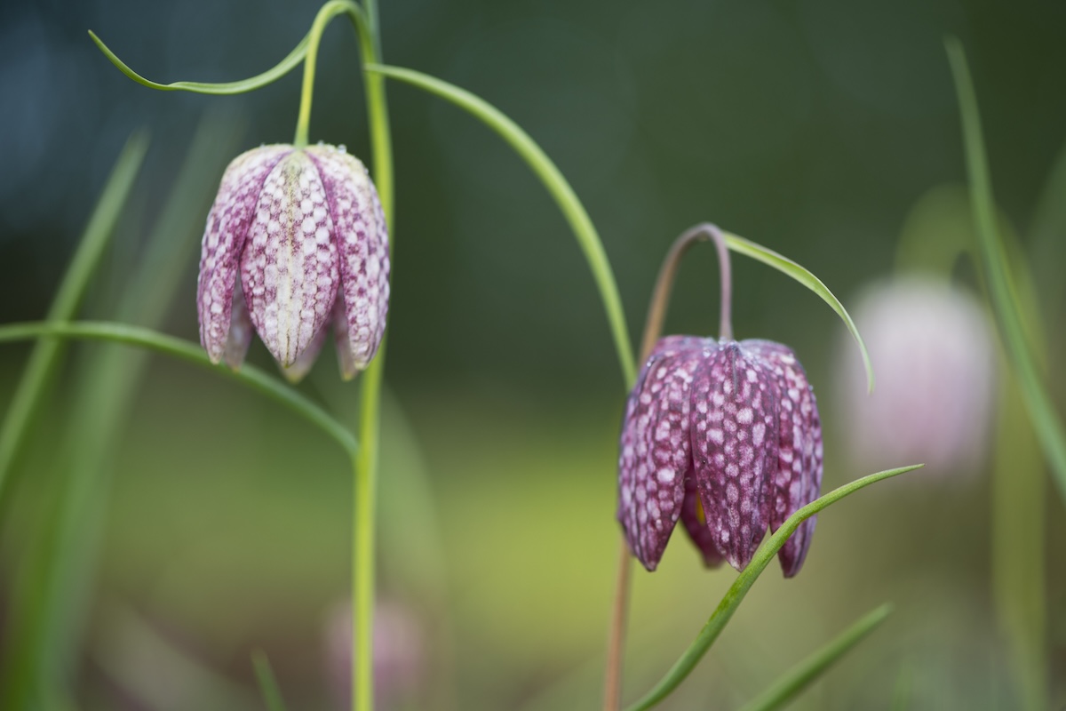 Two mauve-colored Fritillary blooms.