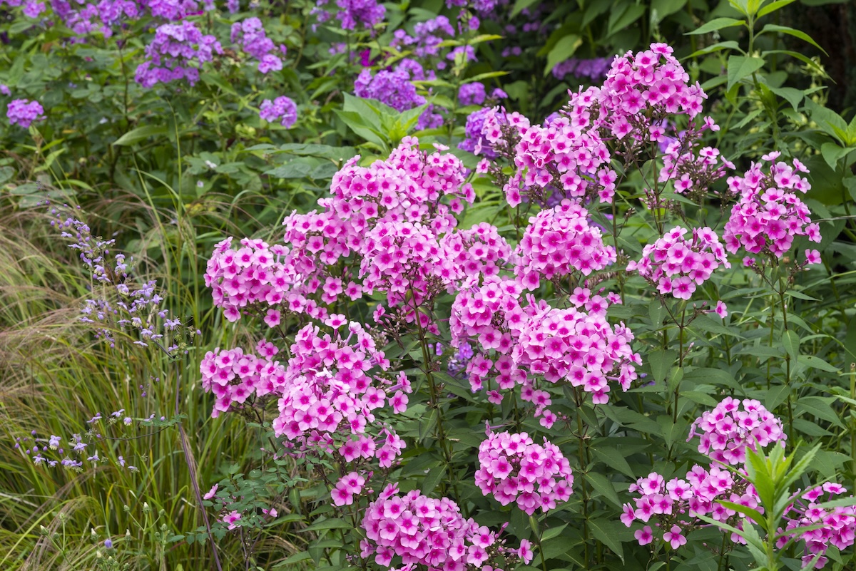 Pink Garden Phlox with purple centers bloom in a shady garden.