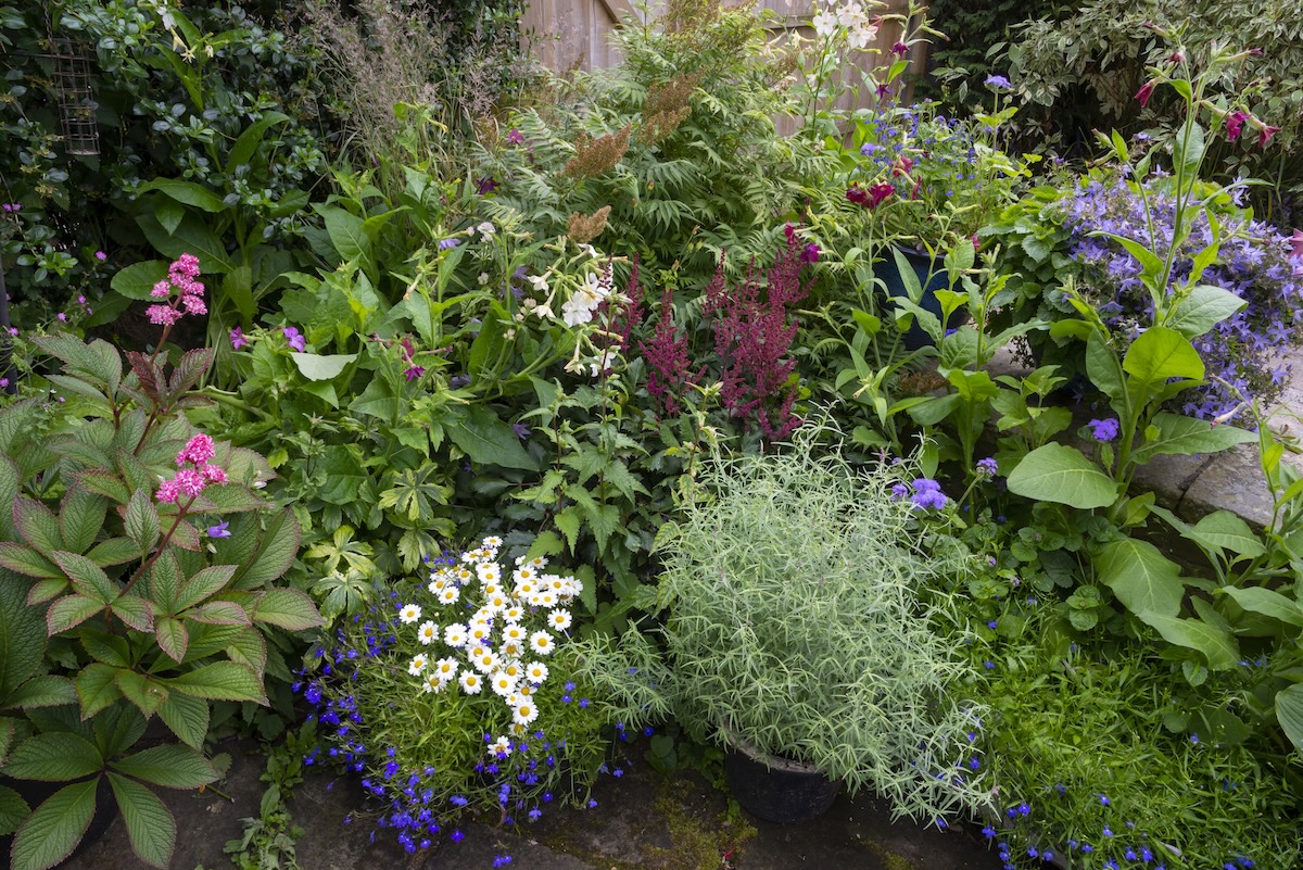 A thriving shade garden filled with flowering plants that bloom in the shade.