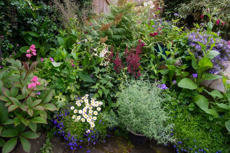 A thriving shade garden filled with flowering plants that bloom in the shade.