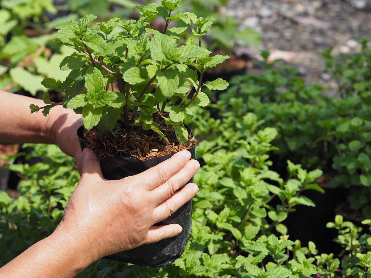 Gardener planting mint in flower bed.