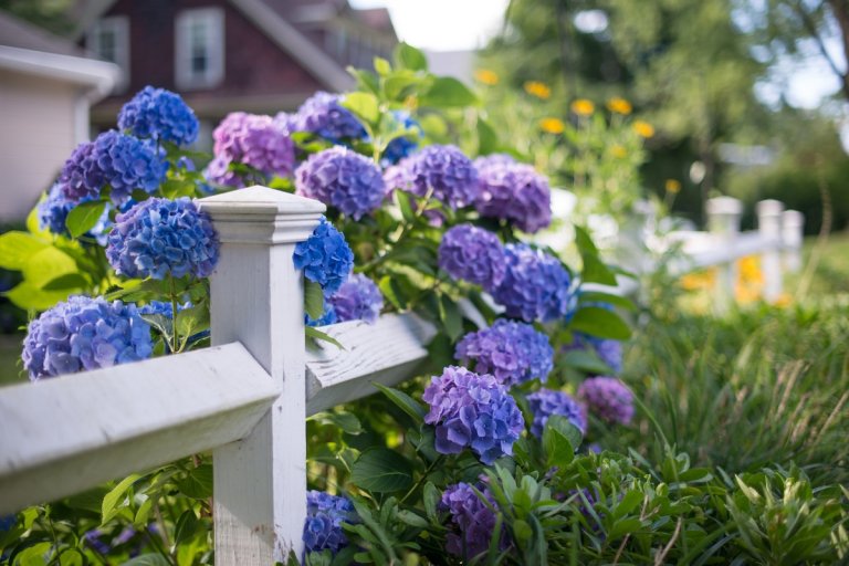 Colorful hydrangeas blooming in a suburban yard.