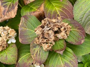 Decomposing hydrangea blooms after the growing season.