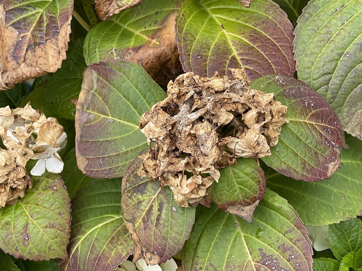 Decomposing hydrangea blooms after the growing season.