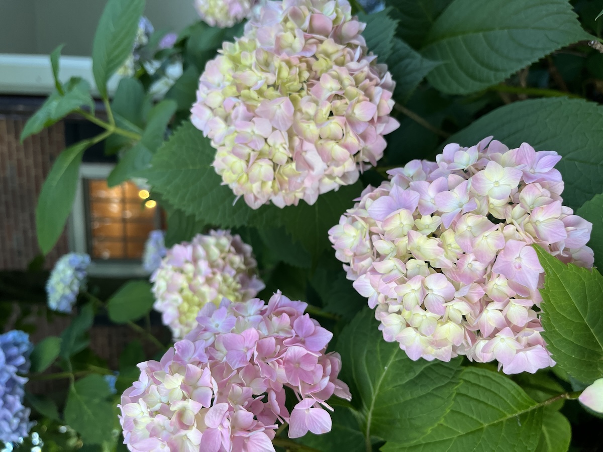 Hydrangeas blooming outside of a suburban home.