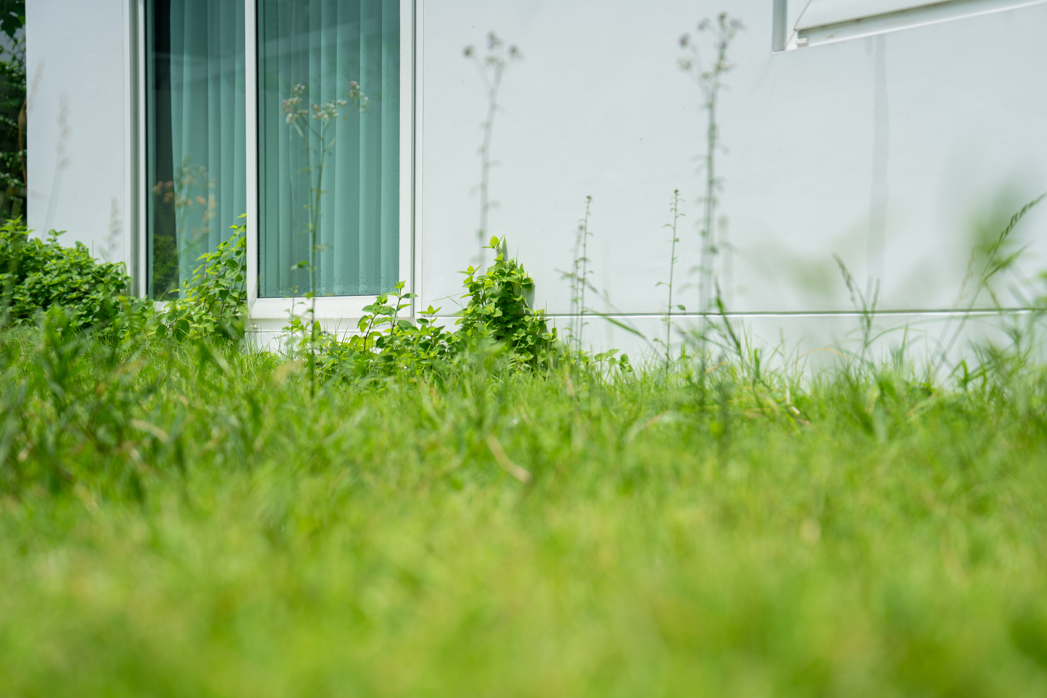 Close-up of overgrown grass and weeds in a residential yard.