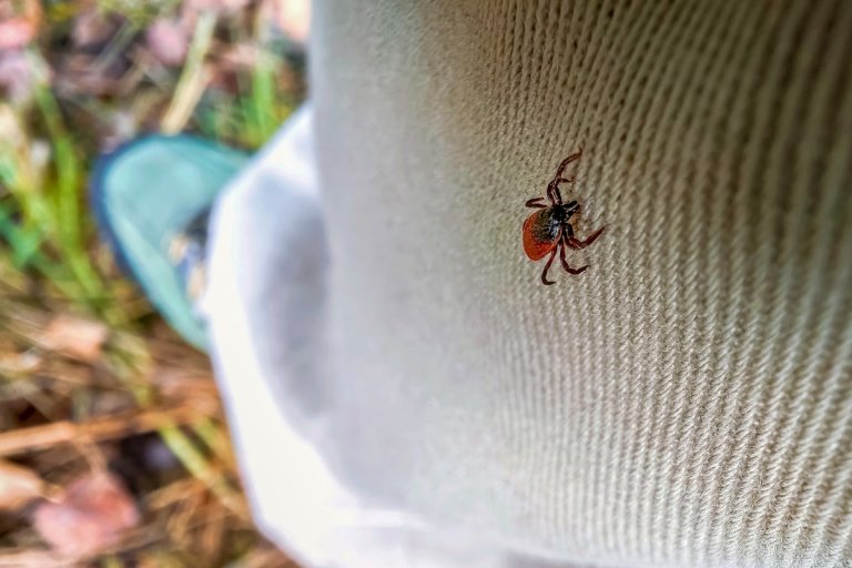 A tick crawling on a gardener's shirt.