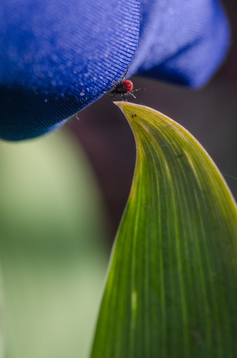 A closeup of a tick reaching for a human's piece of clothing to attach to.