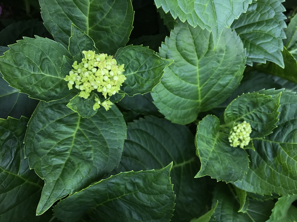 Small hydrangea buds on a shrub.