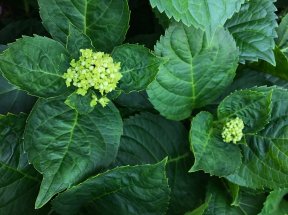 Small hydrangea buds on a shrub.