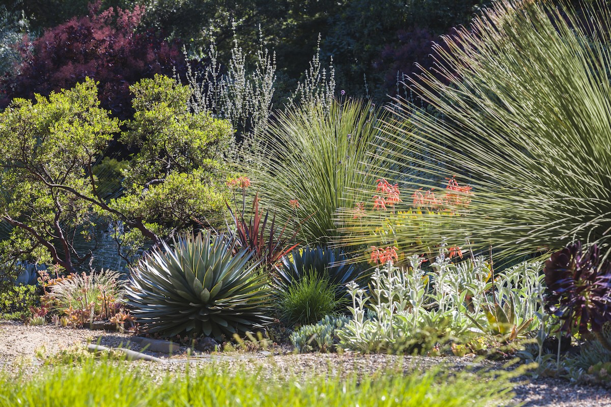 Diverse plants in a home landscape xeriscape.