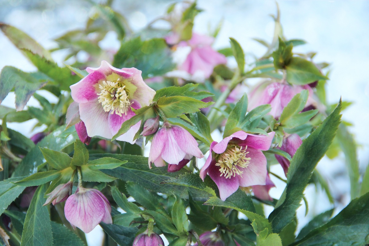 Pink and white Hellebore flowers in a garden.
