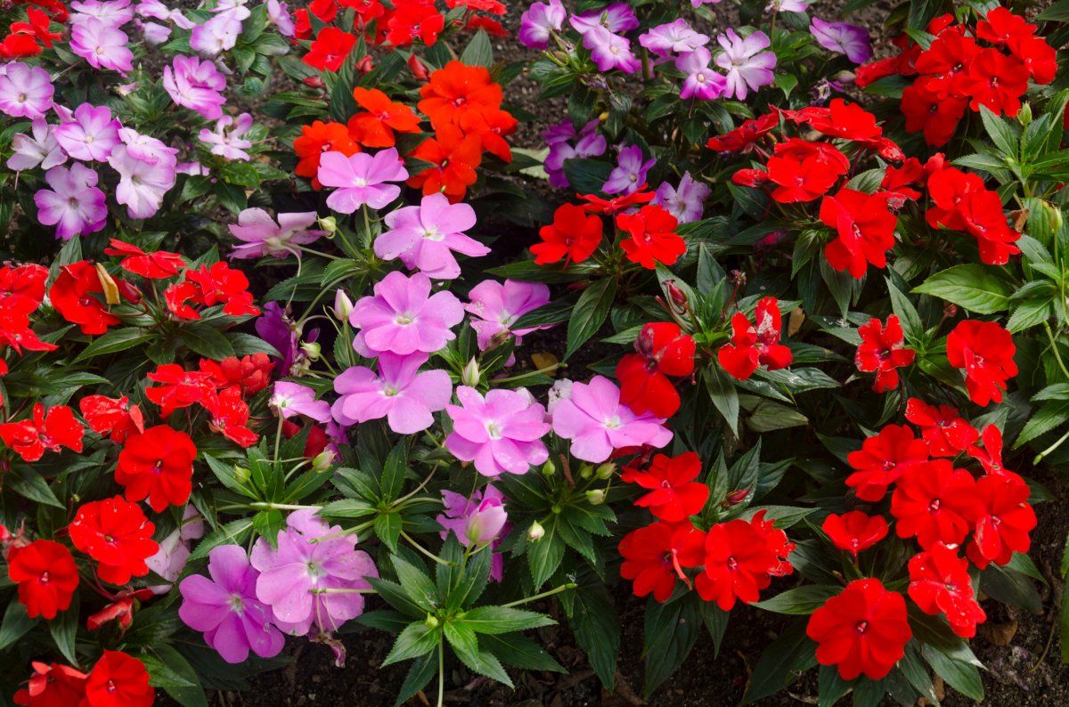 Light purple and red Impatiens flowers.