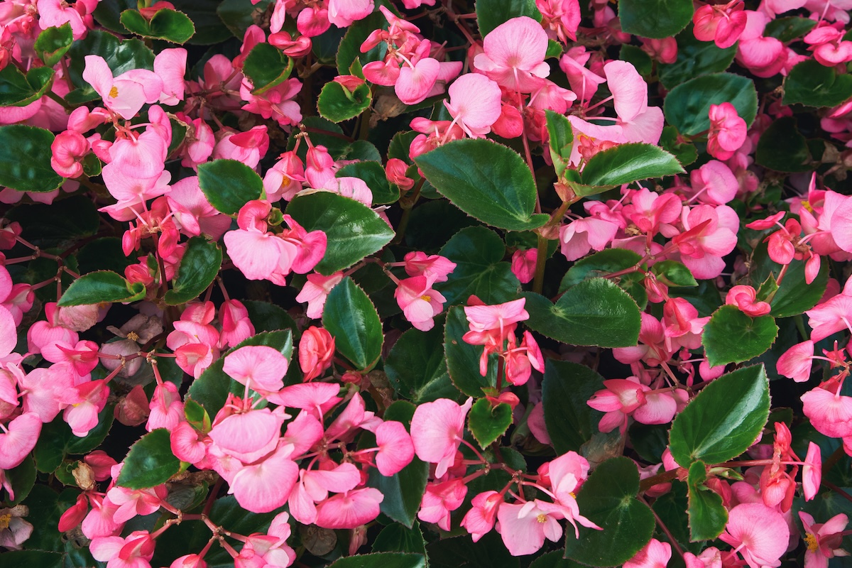 Pink begonias in a shady spot.
