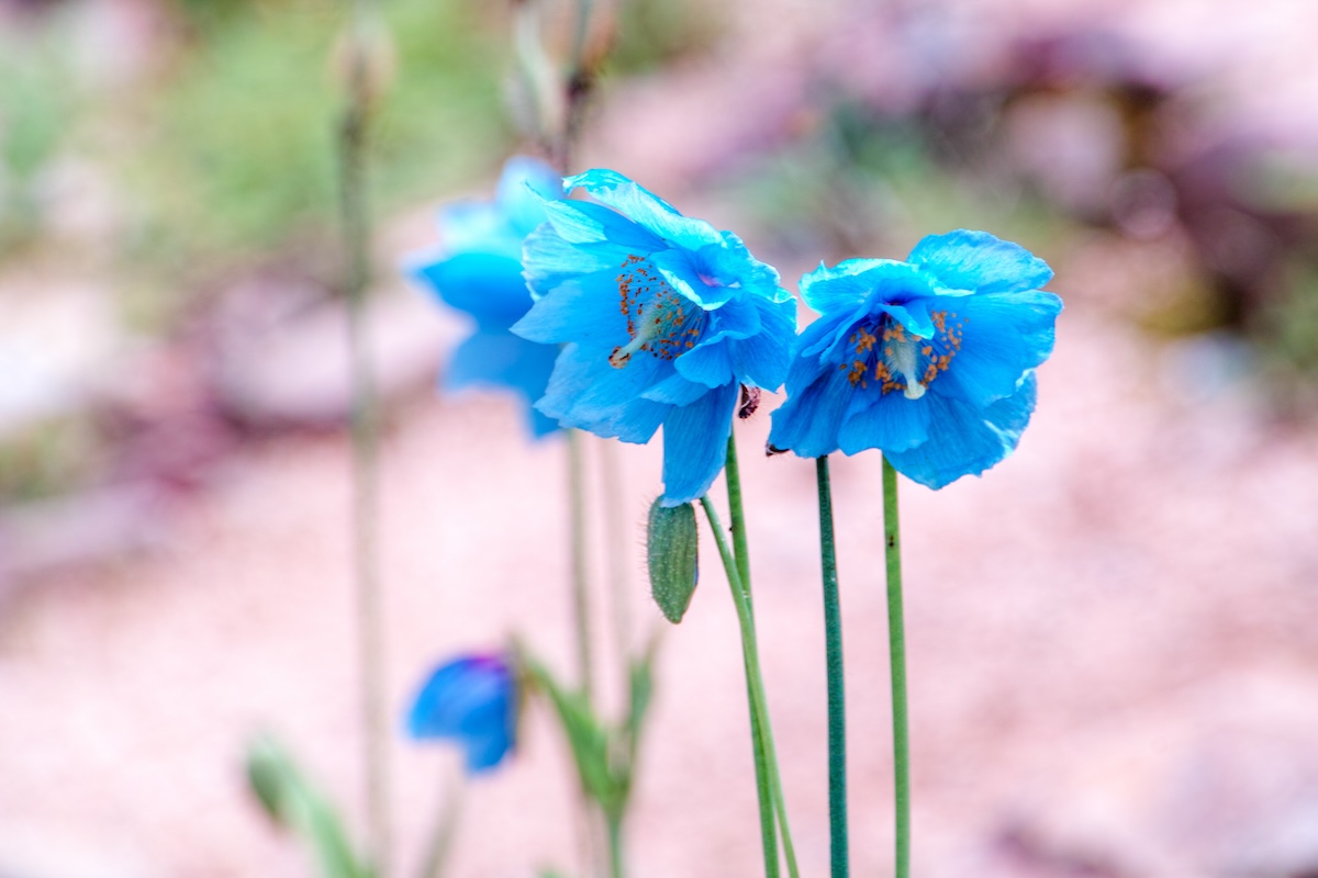 A few Blue Poppy blooms balance on tall stems.