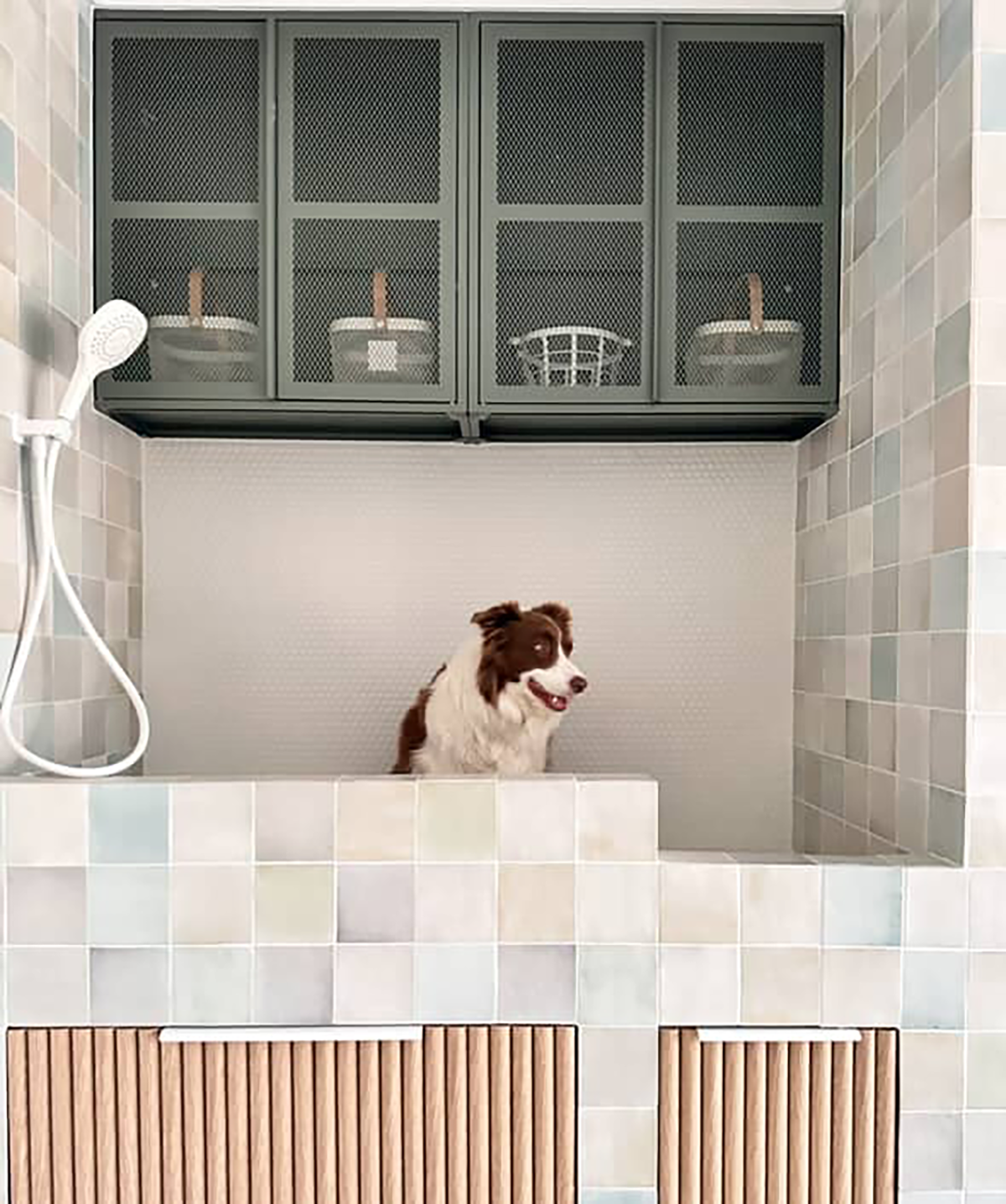 A dog sitting in a DIY dog wash station waiting for a bath.