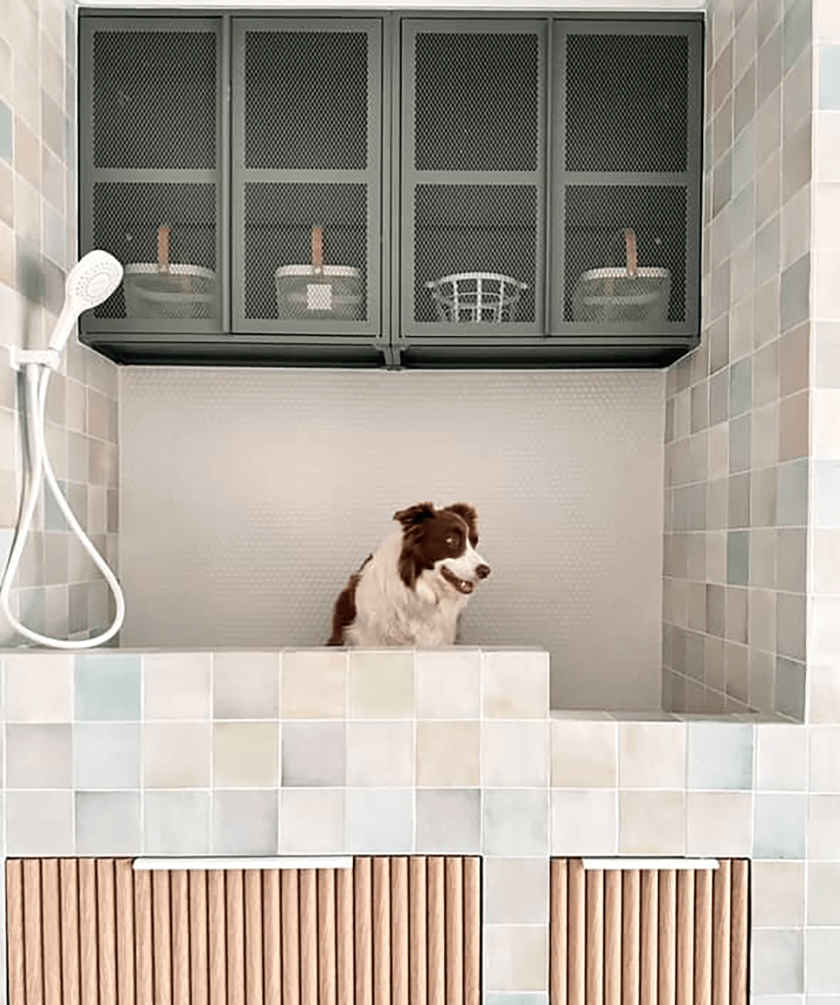 A dog sitting in a DIY dog wash station waiting for a bath.