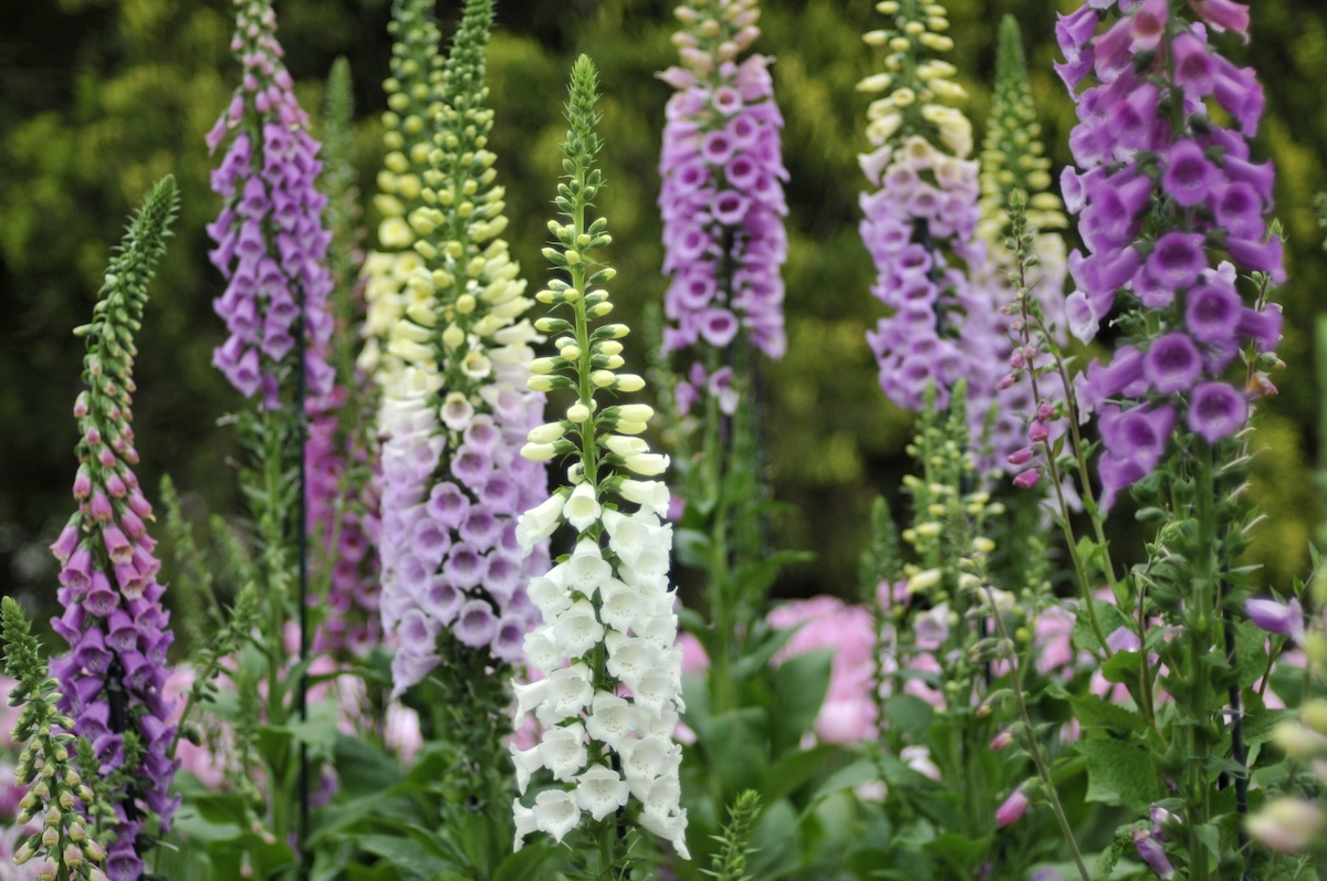 Purple and white Foxglove blooms at different stages of growth.
