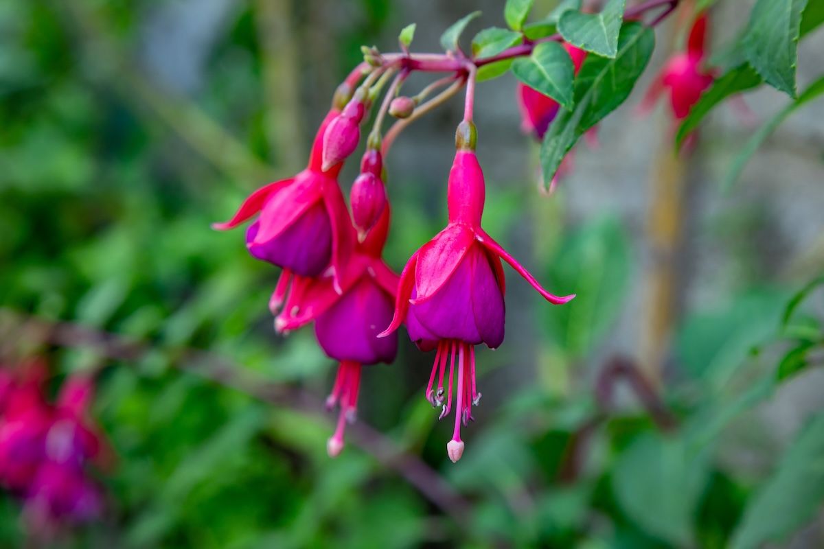 Several bright purple Fuchsia blooms.