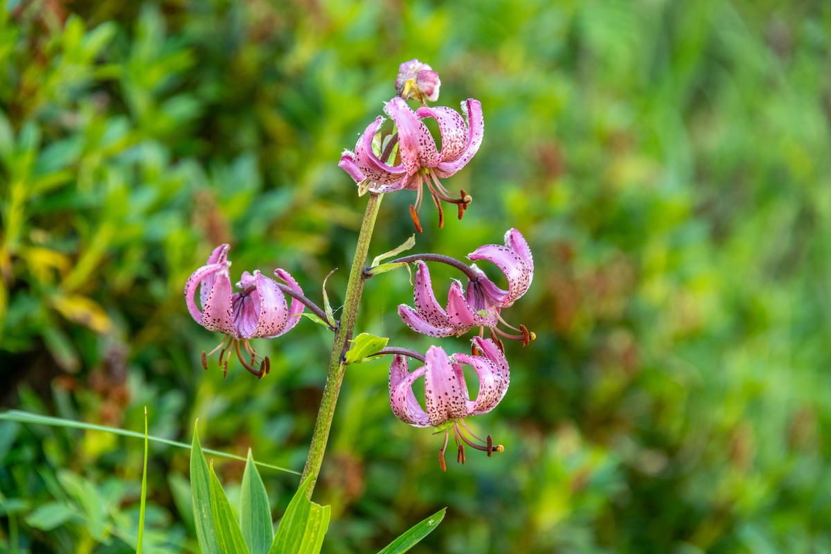 Several purple Martagon Lily blooms on a single stem.