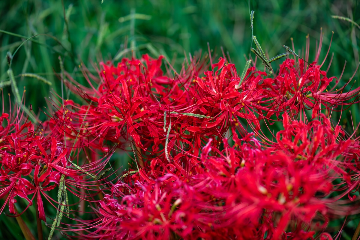 A patch of bright red surprise lilies.