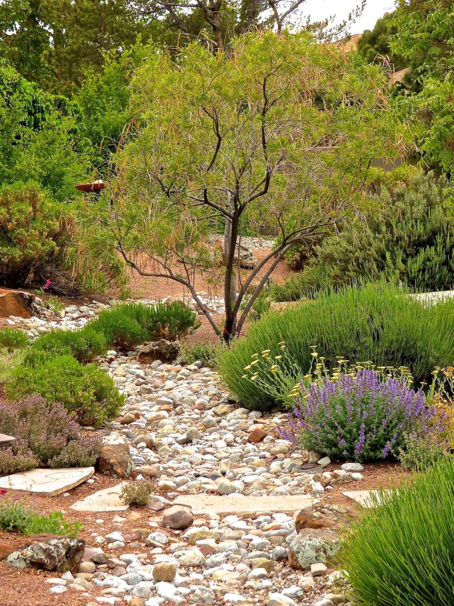 Xeriscape ideas in a home landscape with a tree for shade and dry creek bed for directing water.